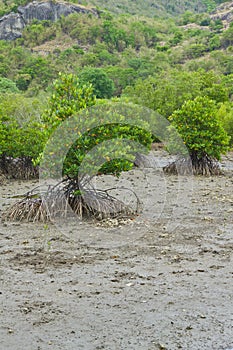 Mangrove tree