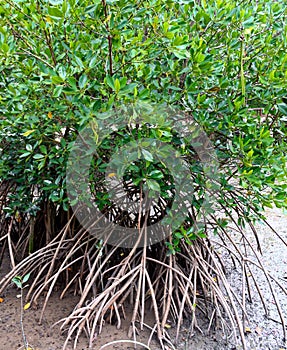 Mangrove tree