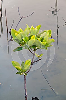 Mangrove tree