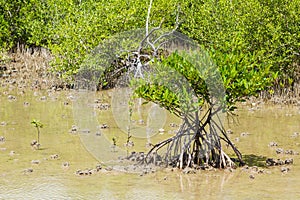 Mangrove tree