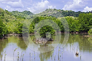 Mangrove tree