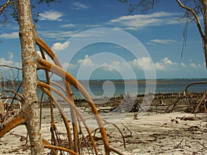 Mangrove Tree photo