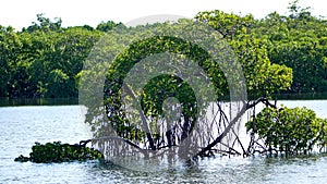 Mangrove tree at the Anne Kolb Nature Center