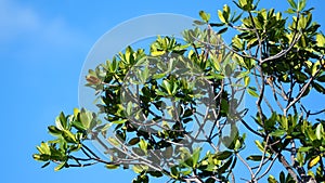 Mangrove tree at the Anne Kolb Nature Center