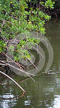 Mangrove tree at the Anne Kolb Nature Center