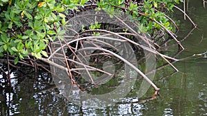 Mangrove tree at the Anne Kolb Nature Center