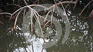 Mangrove tree at the Anne Kolb Nature Center