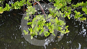 Mangrove tree at the Anne Kolb Nature Center