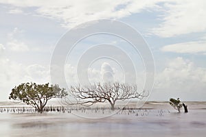 Mangrove tree in blurred sea abstract nature