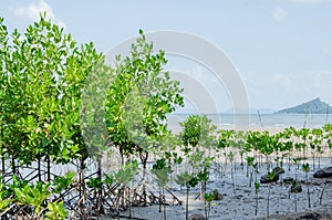 The Mangrove Tree botanical name is Rhizophora Mangle at Sea Shore.