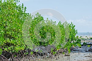 The Mangrove Tree botanical name is Rhizophora Mangle at Sea Shore.