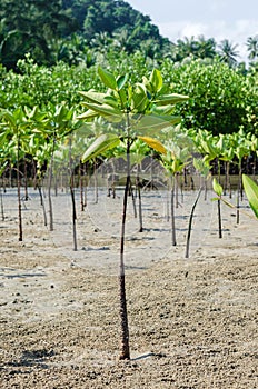 The Mangrove Tree botanical name is Rhizophora Mangle at Sea Shore.