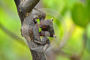 Mangrove Tree Crab standing on a tree branch photo