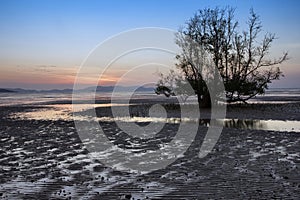 Mangrove tree at dawn