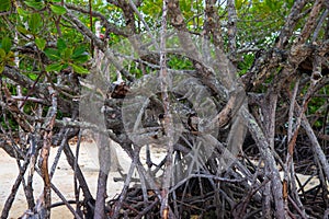 Mangrove tree forest closeup. Mangrove tree roots natural pattern. Coastal land ecosystem. Tropical jungle