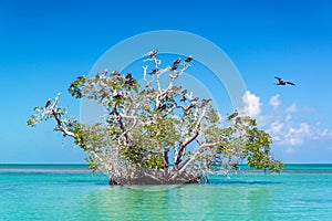 Mangrove Tree and Frigatebirds