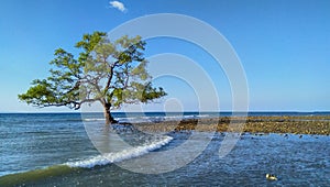 A mangrove tree growing amidst the sea close to coastal in Metinaro, Timor-Leste photo