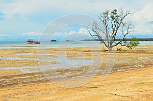 Mangrove tree grows in the shallow water