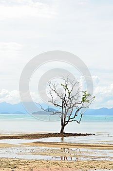 Mangrove tree grows in the shallow water