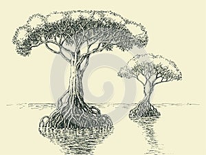 Mangrove tree hand drawing