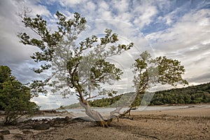 Mangrove tree