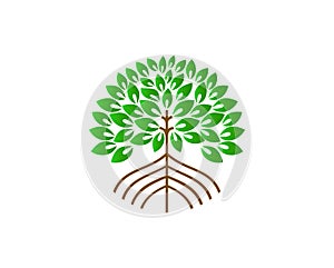 Mangrove tree logo design with circular shape