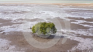 Mangrove Tree At Low Tide