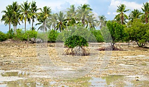 Mangrove tree during low tide. Tropical seashore with palm trees and mangrove.