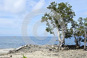 Mangrove tree naturally grow on white sand beach photo