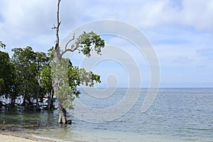 Mangrove tree naturally grow on white sand beach photo