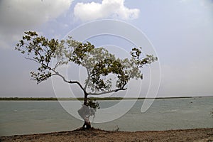 A mangrove tree near the riverside of Sundarban.