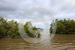 Mangrove tree on Phuket beach, Thailand