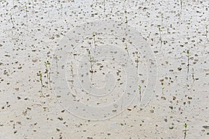 Mangrove tree Rhizophora mucronata