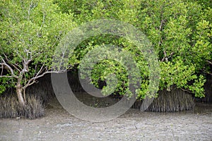 Mangrove tree Rhizophora mucronata