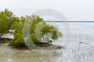 Mangrove tree Rhizophora mucronata