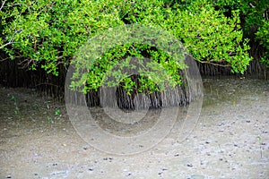 Mangrove tree Rhizophora mucronata