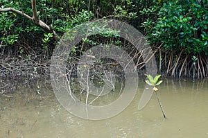 Mangrove tree root in water,Thailand