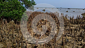 Mangrove tree roots along the sea with a root structure that grows upward