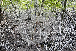 The mangrove tree roots entangled