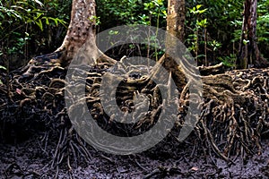 Mangrove tree roots in jungle photo