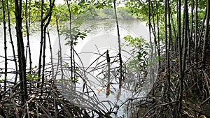 Mangrove tree roots in slow moving waters allow fine sediments to accumulate