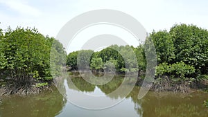 Mangrove tree roots in slow-moving waters allow fine sediments to accumulate