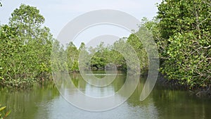 Mangrove tree roots in slow-moving waters allow fine sediments to accumulate