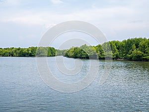 Mangrove Tree Roots in Slow-moving Waters in Lubuk Kertang, North Sumatra, Indonesia