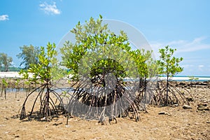 Mangrove tree at the shore sea beach