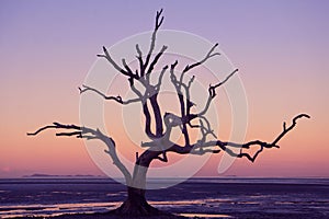 Mangrove tree silhouette