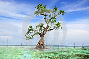 Mangrove tree. Siquijor island, Philippines