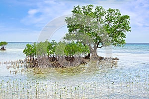 Mangrove tree. Siquijor island, Philippines