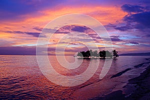 Mangrove tree. Siquijor island, Philippines