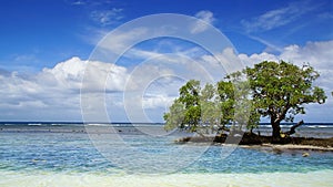 Mangrove tree. Siquijor island, Philippines